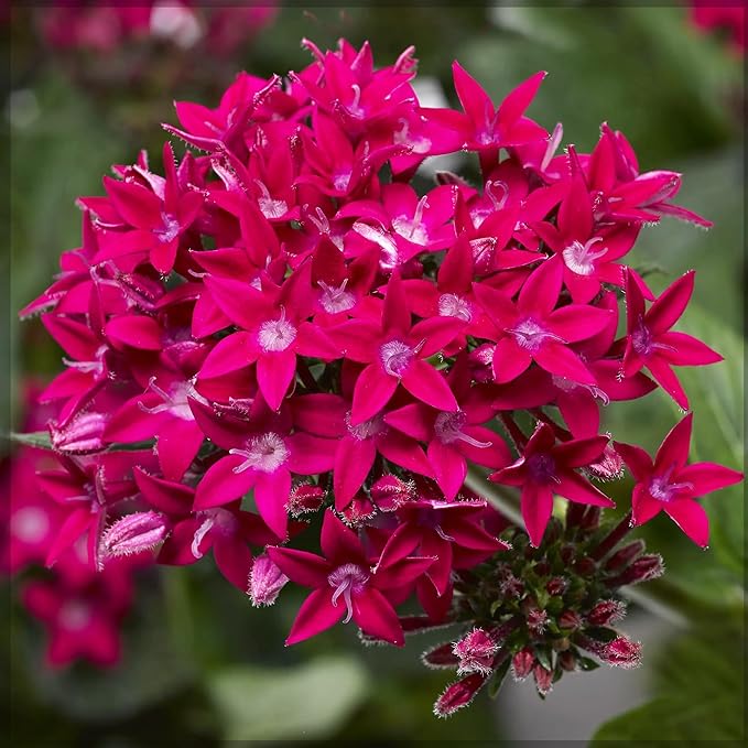 100+ Perennial Pentas Lucky Star Seeds for Planting Outdoor-Pentas Lanceolata Flowers Seeds Non-GMO -Egyptian Star Cluster Seeds Garden Home Plant