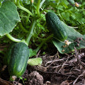 Spacemaster 80 Cucumber Garden Seeds - 1 Lb - Non-GMO, Heirloom Vegetable Gardening Seed by Mountain Valley Seeds