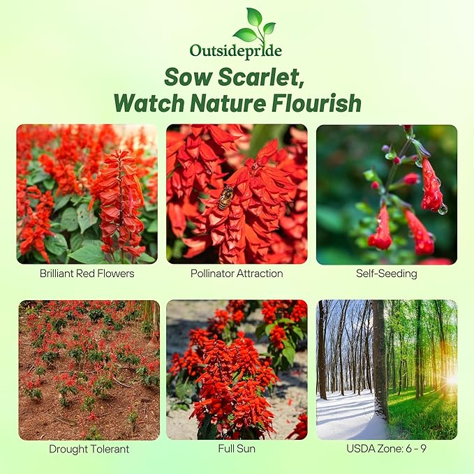 Outsidepride Salvia Coccinea Scarlet Sage Seeds for Planting - 5 Lbs. Perennial, Heat-Tolerant Wildflower Seeds w/Red Blooms, Attracts Hummingbirds & Butterflies for Pollinator-Friendly Gardens