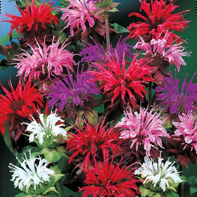500+ Bee Balm Flower Seeds for Planting Perennial Monarda Didyma Bee Balm Heirloom Flower Non-GMO Seeds - Open-Pollinated