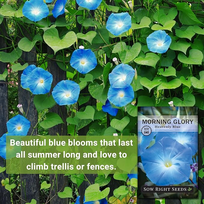 Sow Right Seeds - Heavenly Blue Morning Glory Seeds for Planting - Non-GMO Heirloom Packet with instructions to Grow - Perennial Vining Variety with Delicate Blue Blooms - Beautiful Trailing Decor (1)