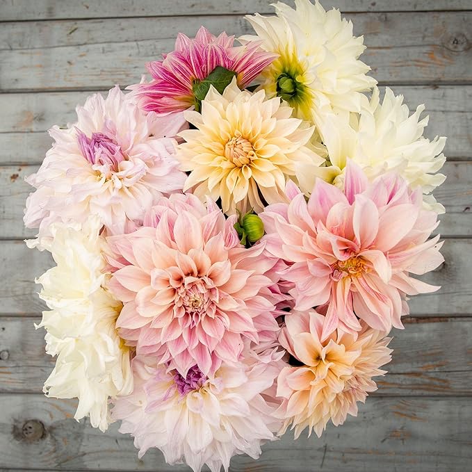 Eden Brothers Dahlia Bulbs (Dinnerplate) - Celestial Mix, Non-GMO Bulbs for Planting, 3 Bulbs | Low-Maintenance Flower Bulbs, Plant During Spring, Zones 8, 9, 10, 11