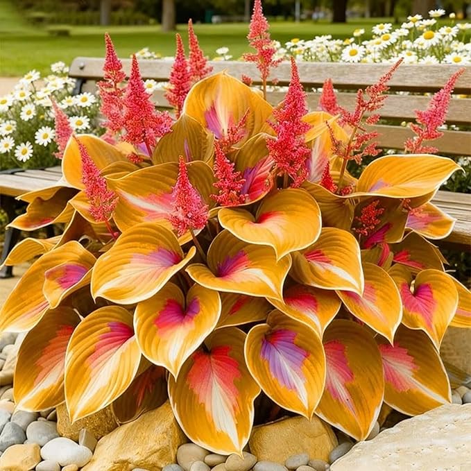 270+ Perennial Hostas for Planting, Heart Shaped Leaves, on-GMO Heirloom Hosta Plants Seeds Outdoor Garden