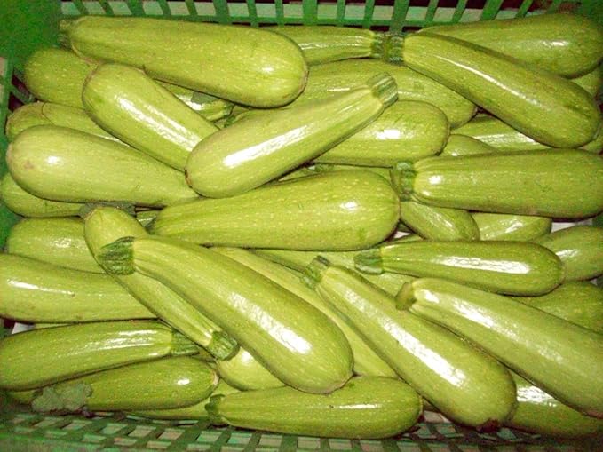 Seeds Squash Zucchini Aspirant 38 Days White Bush Vegetable for Planting Heirloom Non GMO