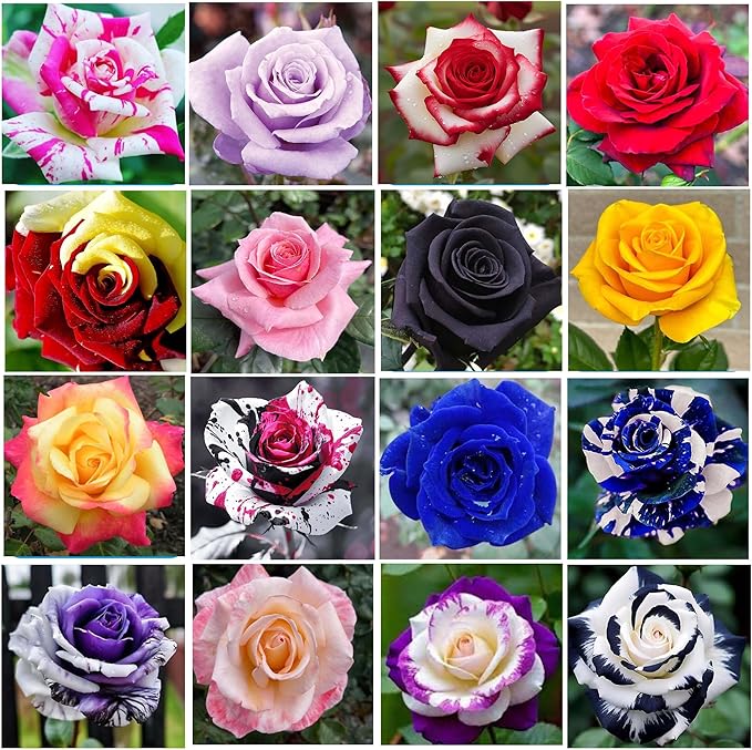 400+ Rose Seeds for Planting Flower Perennial Rare Rose Seeds Non-GMO Heirloom Flower Garden Home Great Gardening Gifts
