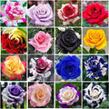 400+ Rose Seeds for Planting Flower Perennial Rare Rose Seeds Non-GMO Heirloom Flower Garden Home Great Gardening Gifts