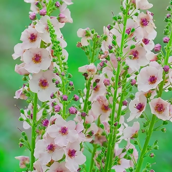 300pcs Verbascum Flower Seeds - Hardy Perennial, Non-GMO Premium Quality, Easy to Plant & Thrive, Stunning Blooms for Outdoor Gardens, Borders & Landscaping