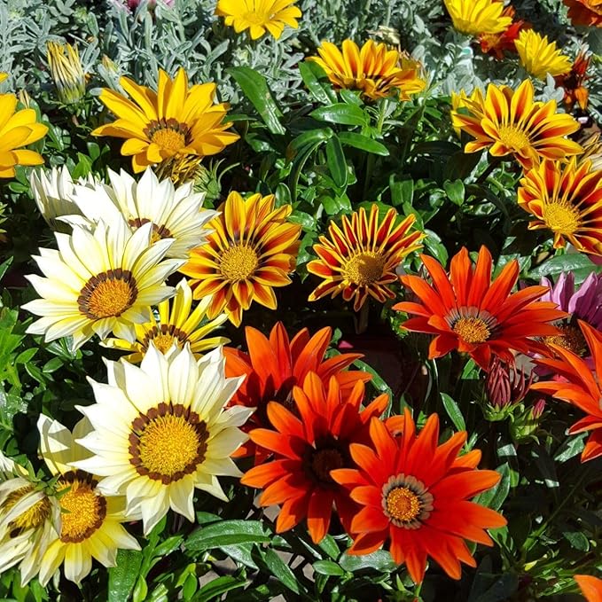 100+ Gazania Seeds Ground Cover for Planting Outdoor-Gazania Splendens Seeds Heat & Drought Tolerant Garden Flower