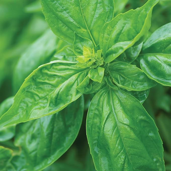 Burpee Organic Genovese Basil Seeds - Certified Organic Pesto Herb