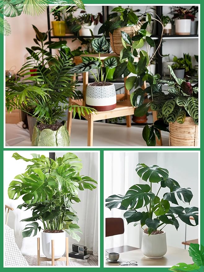3.2QT Monstera Soil Potting Mix - Natural Organic Tropical Plant Soil for Improving Growth Rate, Sustainable Houseplants Growing Media for Indoor Bonsai Succulents Moisture Retention Drainage