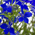 Regatta Series Lobelia Midnight Blue ~25 Seeds – Multi-Seed Pellets – Trailing Lobelia erinus – Annual for Hanging Baskets, Containers & Edging – 9 Vibrant Colors – Non-GMO – 77–84 Days to Bloom