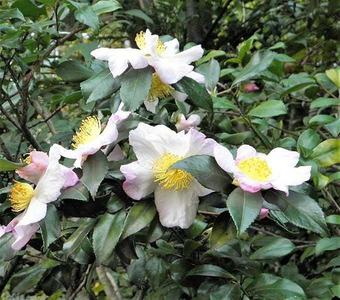 Tea Plant Black & Green Drinking Tea Camellia Sinensis Tree Shrub Flower rasa1ca (5 Seeds)