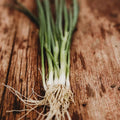 Tokyo Long White Bunching Spring (Green) Onion - 100 Seeds - Heirloom & Open-Pollinated Variety, Non-GMO Vegetable Seeds for Planting Outdoors in The Home or Kitchen Garden, Thresh Seed Company