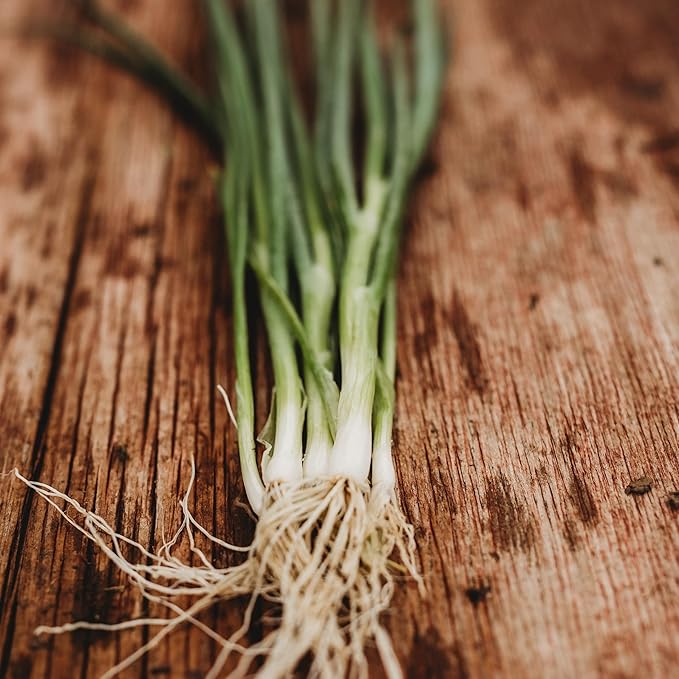 Tokyo Long White Bunching Spring (Green) Onion - 100 Seeds - Heirloom & Open-Pollinated Variety, Non-GMO Vegetable Seeds for Planting Outdoors in The Home or Kitchen Garden, Thresh Seed Company