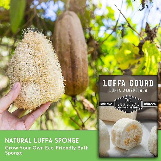 Survival Garden Seeds - Luffa or Loofah Seed for Planting - 2 Packets with Instructions to Plant and Grow Ornamental Gourds in Your Home Vegetable Garden - Non-GMO Heirloom Variety