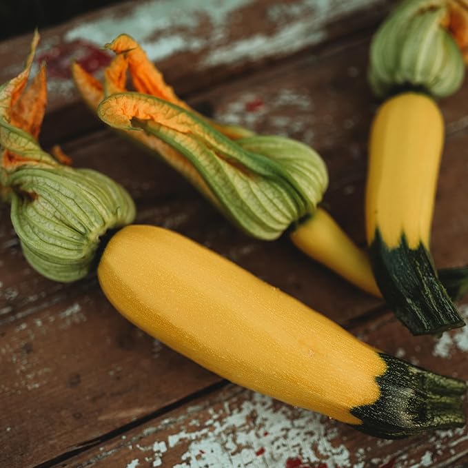 Golden Zucchini - 25 Seeds - Heirloom Yellow Zucchini Variety, Non-GMO Heirloom Zucchini Seeds for Planting Outdoors in The Home Garden, Thresh Seed Company