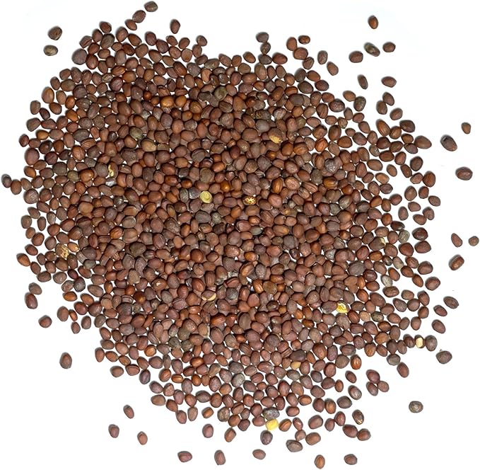 Seed Needs Radish Seeds for Planting Purple Plum Radishes - Non-GMO Heirloom & Untreated - Grow a Home Grown Vegetable Garden - Cool Weather Crops (1 Pack)