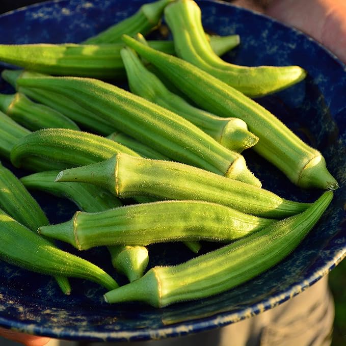 Perkins Long Pod Okra - 50 Seeds - Heirloom & Open-Pollinated Variety, Easy-to-Grow, Non-GMO Vegetable Seeds for Planting Outdoors in The Home Garden, Thresh Seed Company