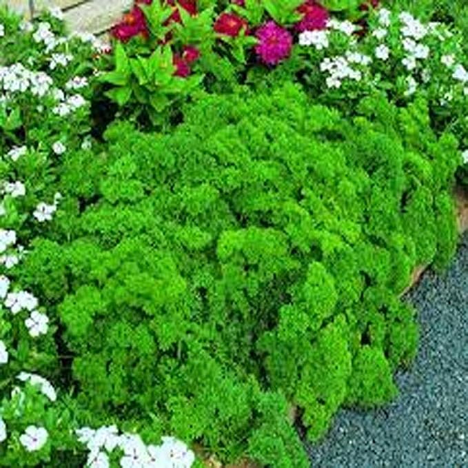 Parsley, Triple Curled Parsley Seeds, Heirloom Non GMO, 100 Seeds,Parsley Seeds, Heirloom, Non GMO,Parsley Seeds