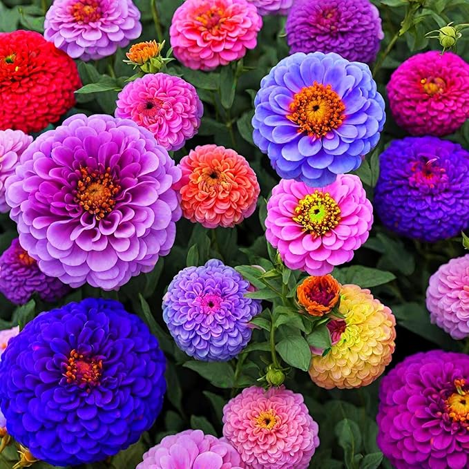 1000+ Crazy Blend Zinnia Seeds for Planting Non-GMO Mixed Color Zinnia Flowers Seeds for Home Yard Garden Heirloom Wildflower