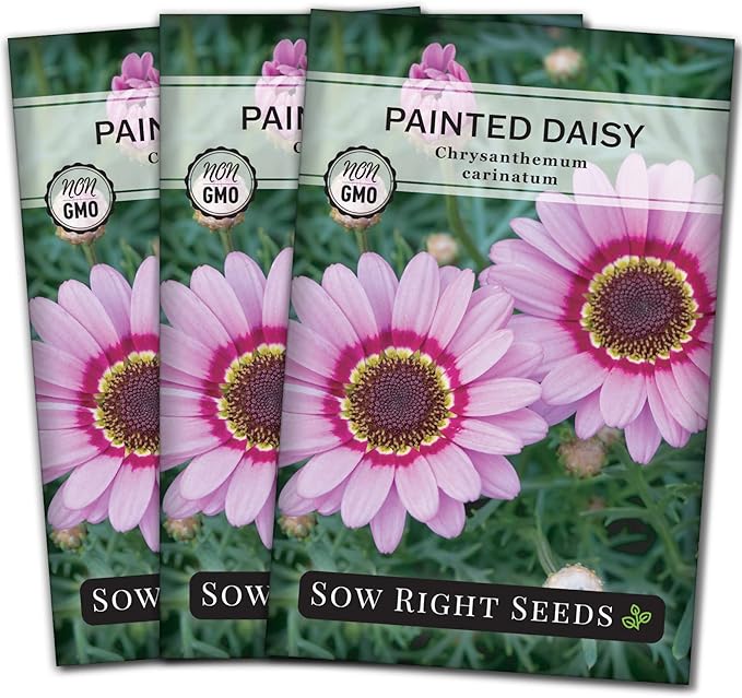 Sow Right Seeds - Painted Daisy Seeds for Planting - Non-GMO Heirloom Seeds Packet with Instructions - Wonderful Pink Blooms to Attract Pollinators - Cut and Come Again - Rare and Attractive (3)