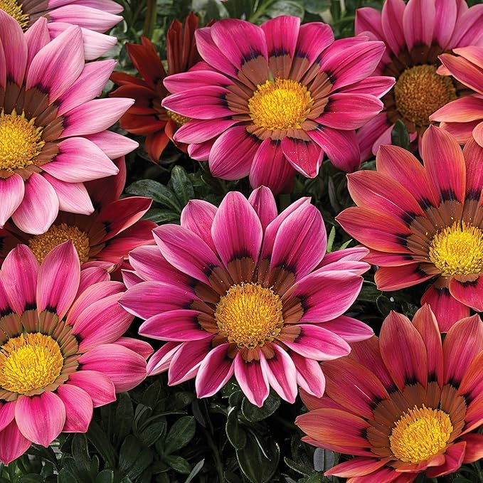 Outsidepride Kiss Rose Gazania Seeds for Planting – 50 Pcs Perennial, Low-Maintenance, Drought-Tolerant Ground Cover Seeds for Vibrant Summer & Fall Flowers, Great for Outdoor Gardens