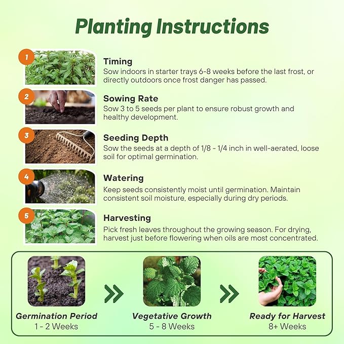Outsidepride Peppermint Seeds for Planting - 2000 Pcs Perennial Compact Growth, Easy to Grow Herb Seeds w/Aromatic Foliage for Culinary Uses, Herbal Remedies & Wellness, Ideal for Container Gardening