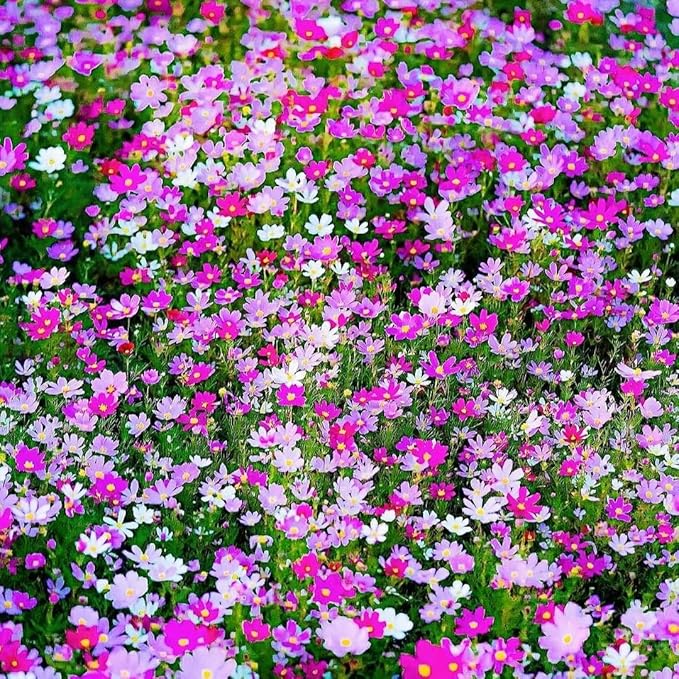Cosmos Flower Seeds 1000pcs – Non-GMO Annual Wildflower Seeds – Ideal for Garden & Outdoor Planting