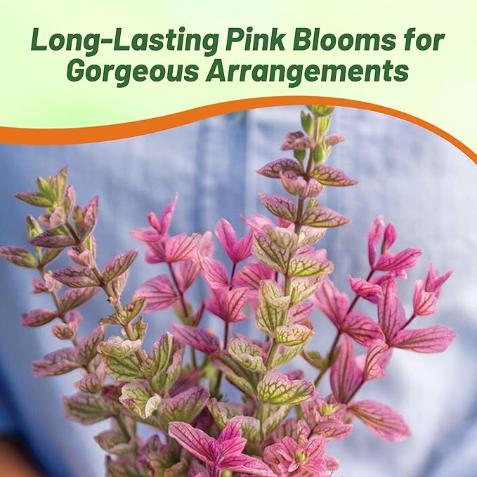 Outsidepride Pink Sunday Salvia Seeds - 1,000 Pcs Annual, Compact, Heavy Blooming & Drought-Tolerant Sage Seeds for Planting Fragrant Pink Blooms for Butterfly & Hummingbird Gardens & Landscaping