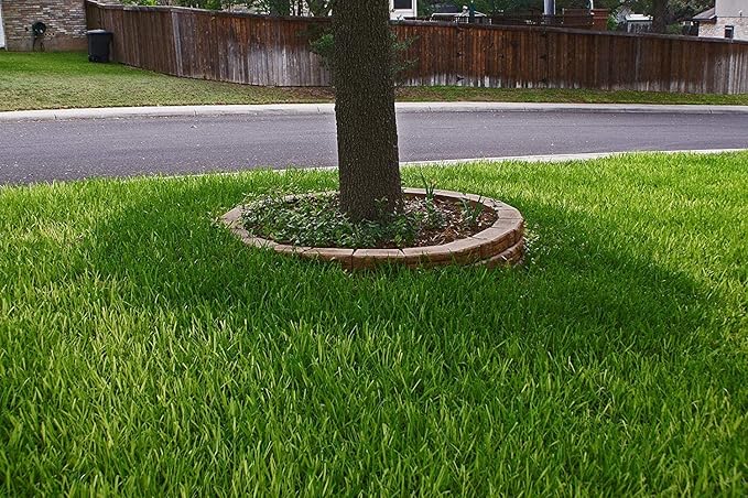 St. Augustine 'Floratam' 3 Inch Sod Plugs - 54 Extra Large Live Plugs - Drought, Salt and Shade Tolerant Turf Grass