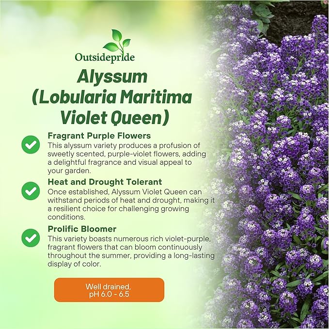 Outsidepride Violet Queen Alyssum Seeds - 10000 Pcs Annual, Drought-Tolerant & Pollinator-Friendly Ground Cover Seeds w/Fragrant Purple Blooms for Low-Growing Xeriscaping & Outdoor Planting