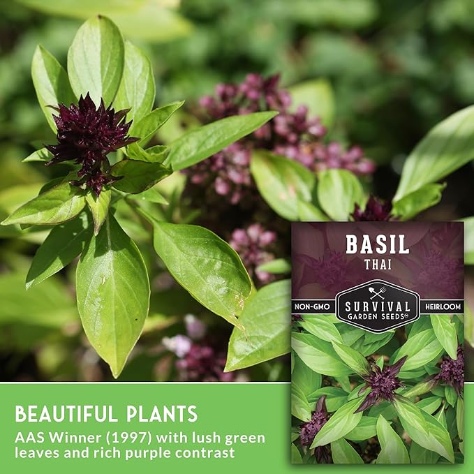 Survival Garden Seeds - Thai Basil Seed for Planting - 3 Packets with Instructions to Plant and Grow Asian Basil Indoors or Outdoors in Your Home Vegetable Garden - Non-GMO Heirloom Variety