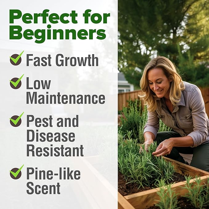 HOME GROWN Rosemary Seeds Pack - 300 High Germinating Heirloom Herb Seeds for Planting in Indoor or Outdoor Herb Gardens (Salvia rosmarinus)