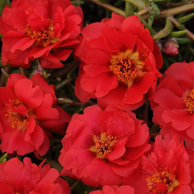 Outsidepride Red Moss Rose Seeds - 10000 Pcs Annual, Drought & Heat Tolerant, Pollinator Friendly Ground Cover Seeds for Planting w/Vibrant Blooms & Succulent Foliage, Ideal for Xeriscaping