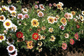 Painted Daisy Flower Seeds, 25 Count COOL BEANS N SPROUTS Brand. Home Gardening.