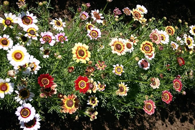 Painted Daisy Flower Seeds, 25 Count COOL BEANS N SPROUTS Brand. Home Gardening.