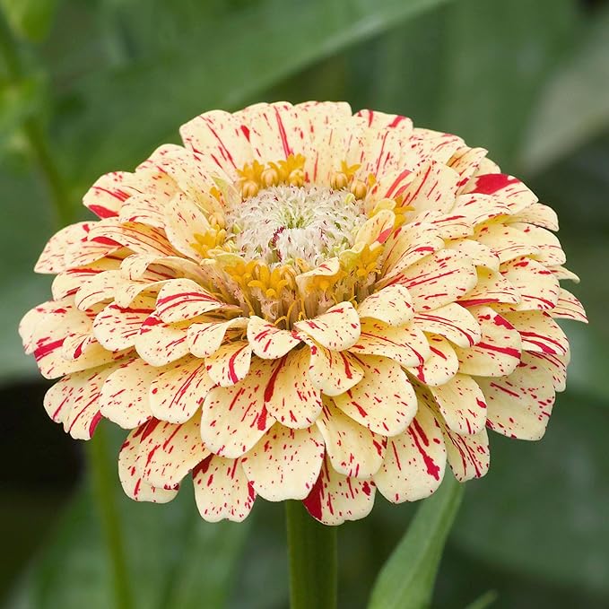 Seed Needs Zinnia Seeds for Planting Candystripe Zinnias - Heirloom & Open Pollinated Annual Cut Flowers - Perfect to Attract Pollinators to a Butterfly Garden (5 Packs)