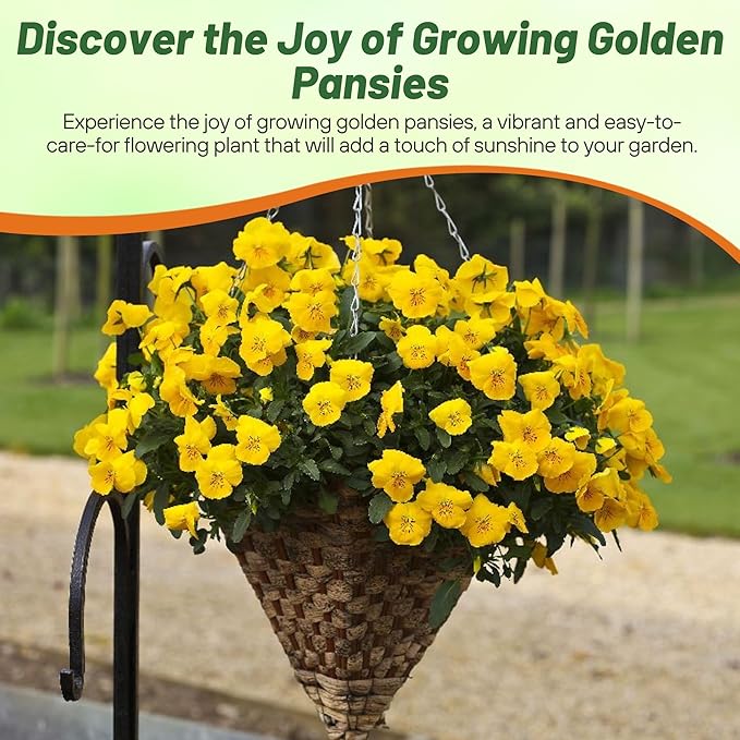 Outsidepride Swiss Giant Coronation Gold Viola Pansy Seeds for Planting - 1000 Pcs Biennial, Cold Hardy Flower Seeds for Containers, Baskets, Borders, & Pollinator-Friendly Gardens (AAS Winner)