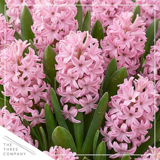 Live Flowering Hyacinth (4 Per Pack) - Pink, Beautiful Spring Bulbs, Ships Dormant in a 1 Pint Pot, Blooms in 2-3 Weeks