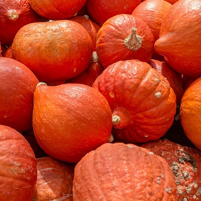 Squash Seeds - Winter - Gold Nugget - 4 Oz ~680 Seeds - Cucurbita Maxima - Farm & Garden Vegetable Seeds - Non-GMO, Heirloom, Open Pollinated, Annual