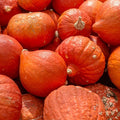 Squash Seeds - Winter - Gold Nugget - 4 Oz ~680 Seeds - Cucurbita Maxima - Farm & Garden Vegetable Seeds - Non-GMO, Heirloom, Open Pollinated, Annual