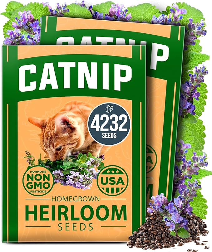 HOME GROWN Catnip Seeds (2 Pack) Heirloom Herb 4232 Seeds - Indoor or Outdoor Seed - High-Germination Cat Nip - Cat Safe Plants (Nepeta cataria)