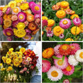 1500+ Mixed Color Strawflower Seeds Annual Strawflower Seeds for Planting Non-GMO Seeds Ornamental Flowering Plant High Germination Rate Beautiful Potted Plants