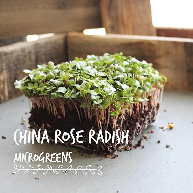 China Rose Radish Sprouting Seeds - 5 Lb - Non-GMO China Rose Radish Seeds for Microgreens, Vegetable Garden, Sprouting