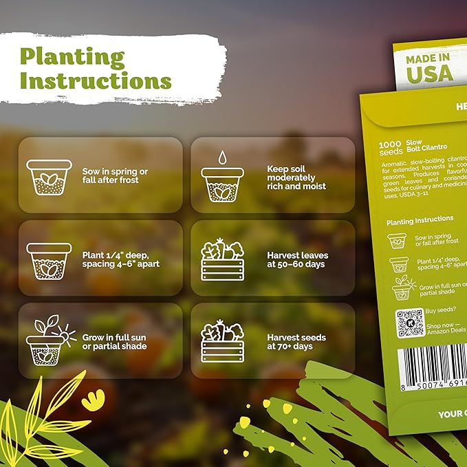 KVITER 1000 Slow Bolt Cilantro Seeds (Coriandrum sativum) - Cilantro Organic Seed, Slow to Bolt Coriander Seed, Aromatic Leaves - Herb Seeds for Planting in Outdoor & Indoor Garden