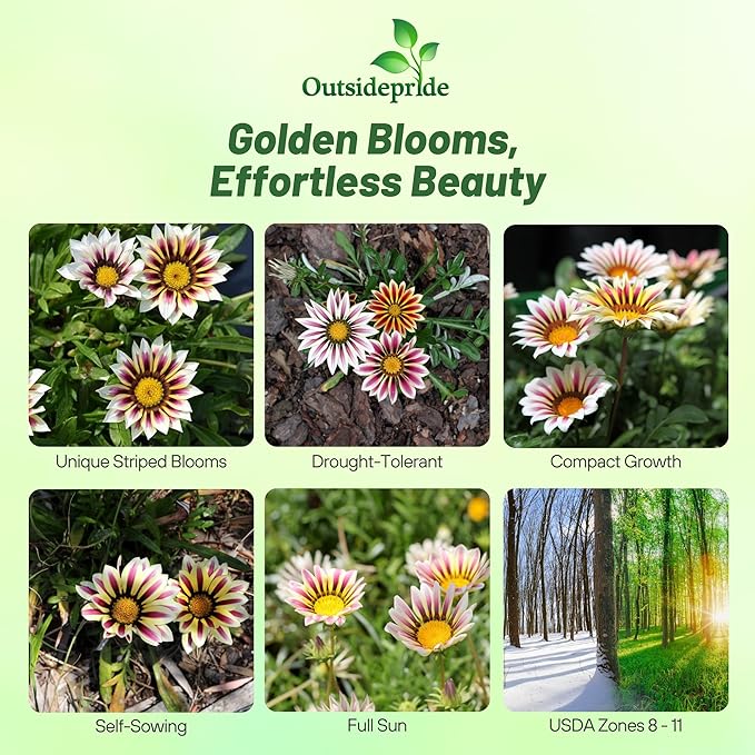 Outsidepride New Day Rose Striped Gazania Seeds for Planting – 50 Pcs Perennial, Low-Maintenance, Drought-Tolerant Ground Cover Seeds for Vibrant Summer & Fall Flowers, Great for Outdoor Gardens