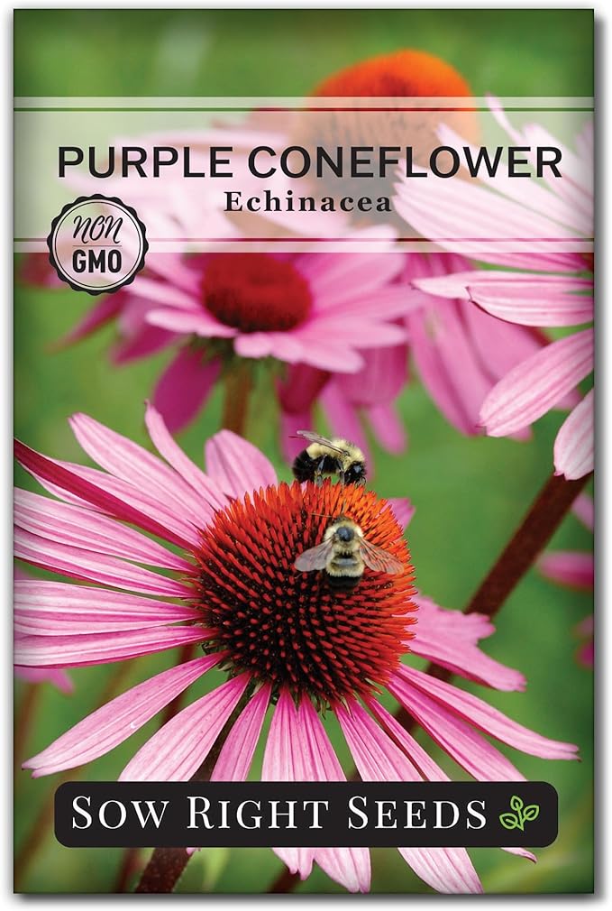 Sow Right Seeds - Purple Coneflower/Echinacea Flower Seeds for Planting - Non-GMO Heirloom - Plant for an Herbal Tea Garden - Attract Pollinators - Great Cut and Come Back Flower (1)