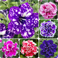 330+Mixed Petunia Hybrida Seeds for Planting-Perennial Hanging Petunia Flower Seed Plant for Home Garden Heirloom Non-GMO
