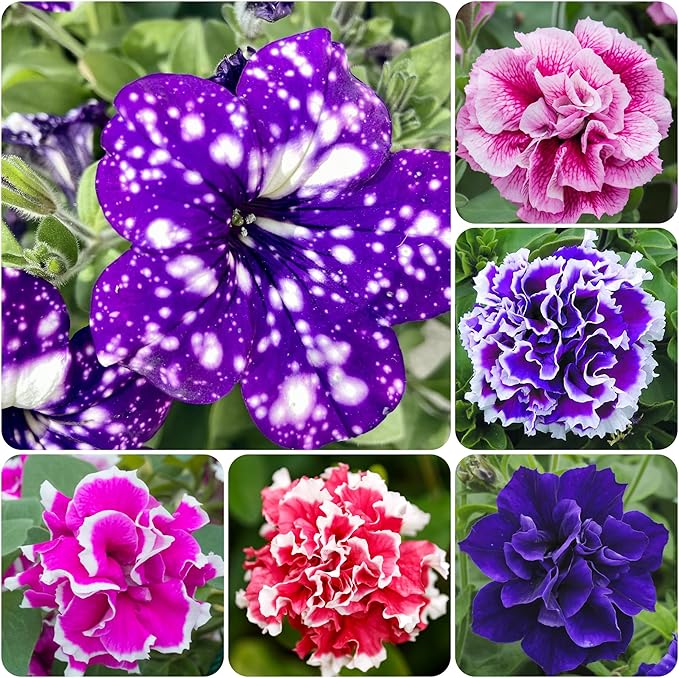 330+Mixed Petunia Hybrida Seeds for Planting-Perennial Hanging Petunia Flower Seed Plant for Home Garden Heirloom Non-GMO