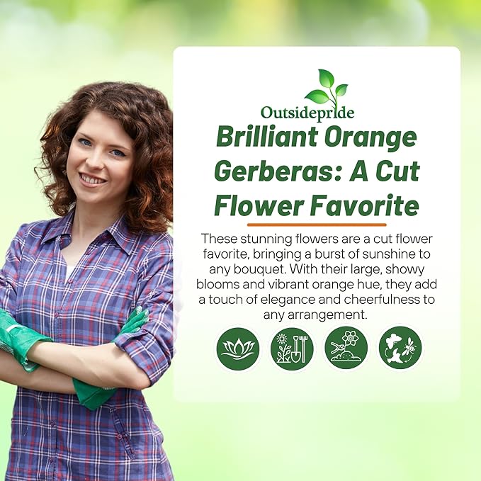 Outsidepride Pastel Orange Gerbera Seeds - 10 Pcs Perennial, Compact & Low Maintenance, Flower Seeds for Planting w/Vibrant Orange Blooms, Ideal for Garden Landscaping & Cut Flower Arrangements